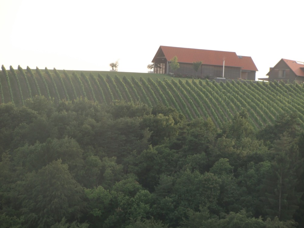 Blick zum Anwesen Thomas Muster - mittlerweile gekauft von Didi Mateschitz - Weingut Buschenschank Krautgasser - Leibnitz