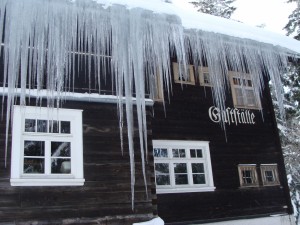 Die längsten Zapfen dürften 5 Meter erreichen! - Alpengasthof Schwedenschanze - Lochau