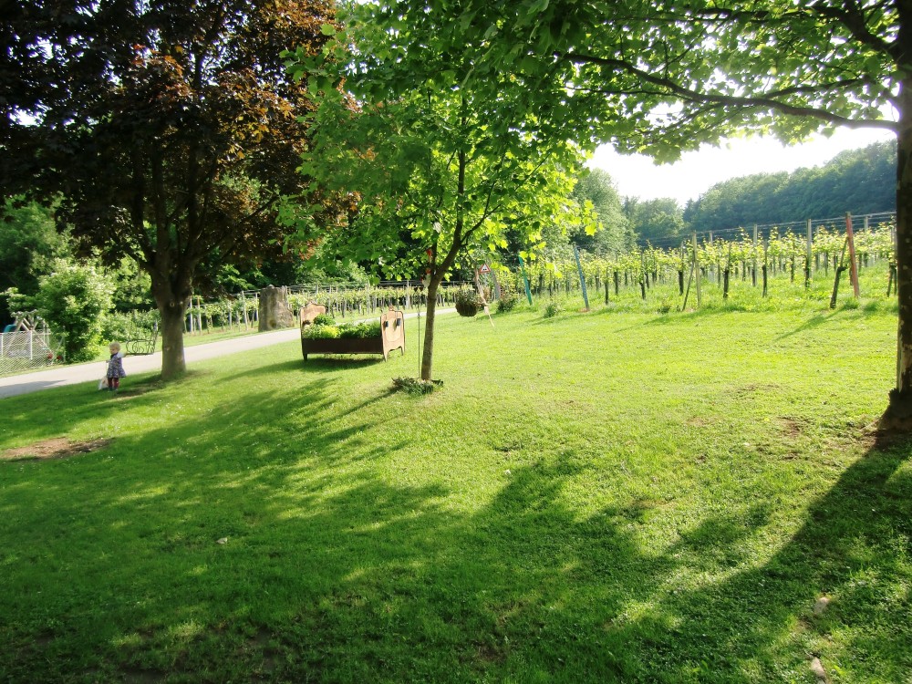 Blick von der Terrasse in die Weingärten - Weingut Buschenschank Neubauer - Spielfeld