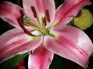Flatschers - Wunderschöne Blumen von Andreas Flatscher zum Hochzeitstag