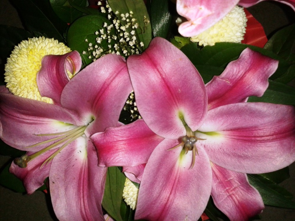 Flatschers - Wunderschöne Blumen von Andreas Flatscher zum Hochzeitstag - Flatschers - Wien