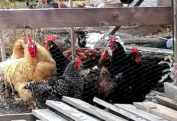 Die Hühnerschar direkt im Garten - Roslia Alpina - Forchtenstein