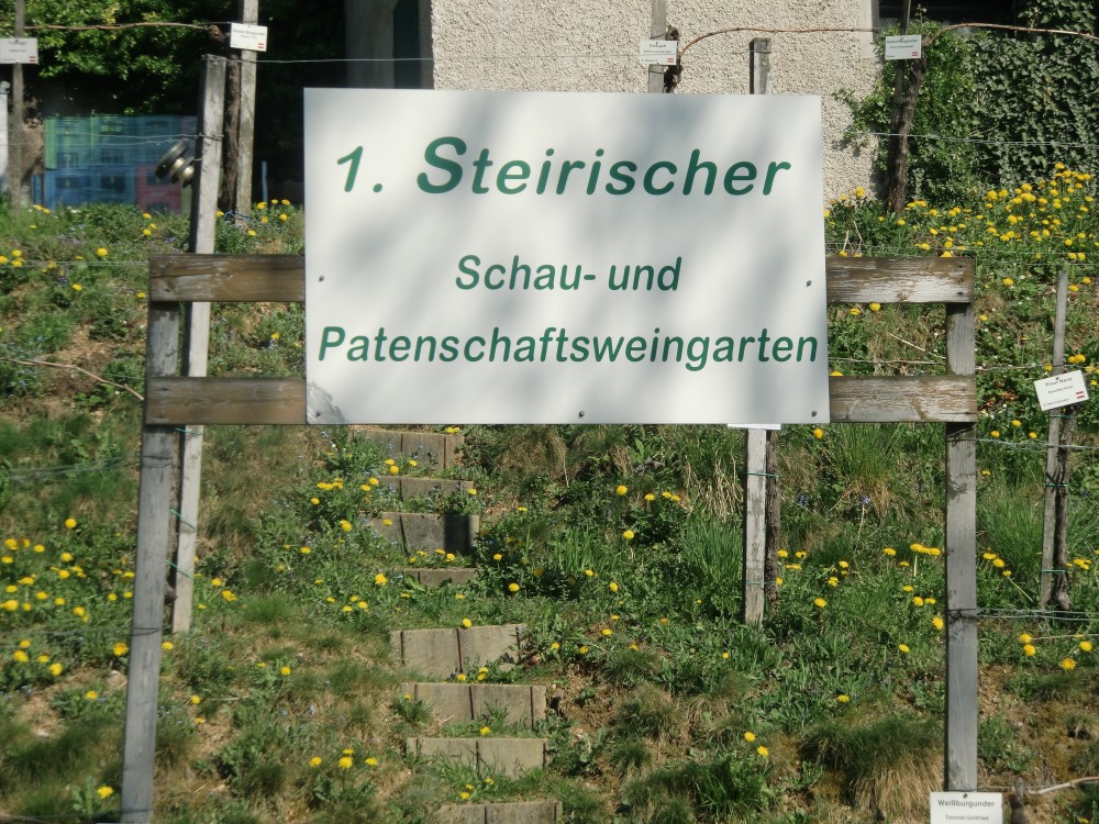 Schau- und Patenschaftsweingarten - Weingut Buschenschank Lorenz - Kitzeck im Sausal