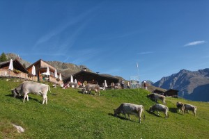 Im Sommer verbleiben rund 15 Stück Tiroler Grauvieh auf der Gampe Thaya. - Gampe Thaya - Sölden
