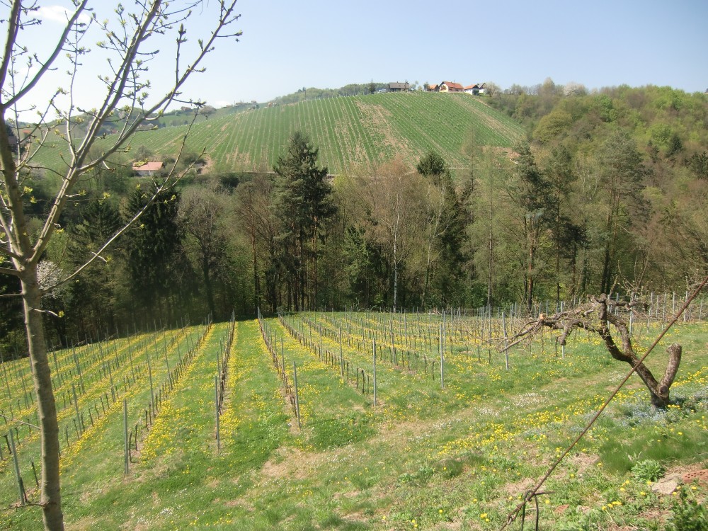 Buschenschank Lorenz - Blick in die Landschaft - Weingut Buschenschank Lorenz - Kitzeck im Sausal
