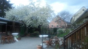 Gastgarten mit Kirschblüte