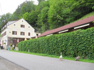 Gasthof "Zum Auerhahn" - Furth an der Triesting