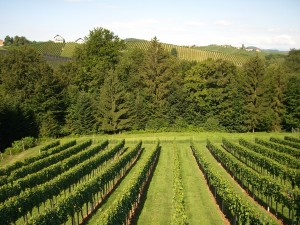 Blick von Terrasse in Weingarten