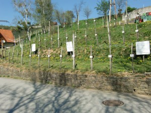 Schau- und Patenschaftsweingarten