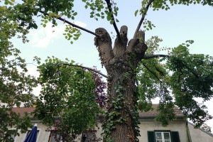 Die Linde - der Schattenspender musste zur Räson gebracht werden - Schade ... - Zum Renner - Wien