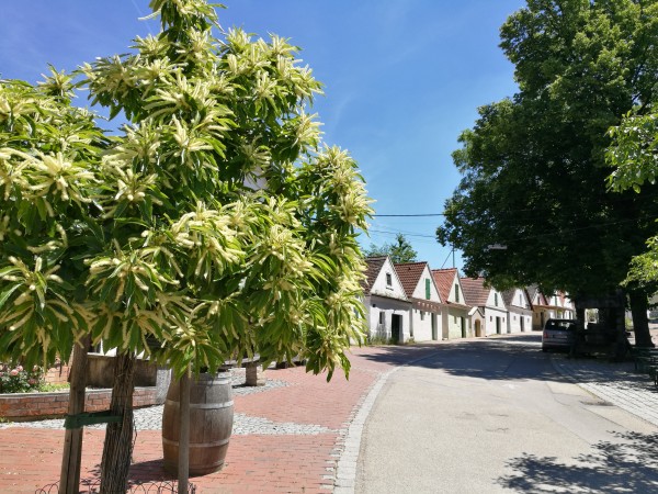 Eine sehr schöne Kellergasse. - sieben:schläfer - Falkenstein