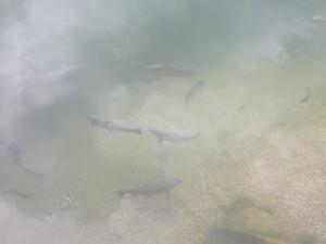 Die Fische - Forellenranch - St. Ulrich am Pillersee