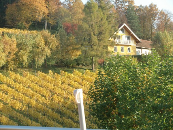 Blick in den Weingarten - Weingut und Buschenschank Schneeberger - Heimschuh