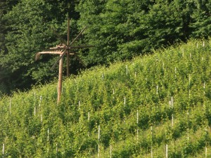 Blick in Weingarten mit Klapotetz