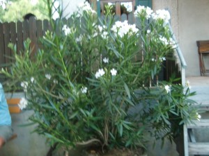 Oleander auf der Terrasse - Weingut Buschenschank Assigal - Leibnitz