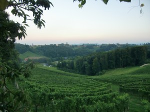Fernblick - Weingut Buschenschank Assigal - Leibnitz