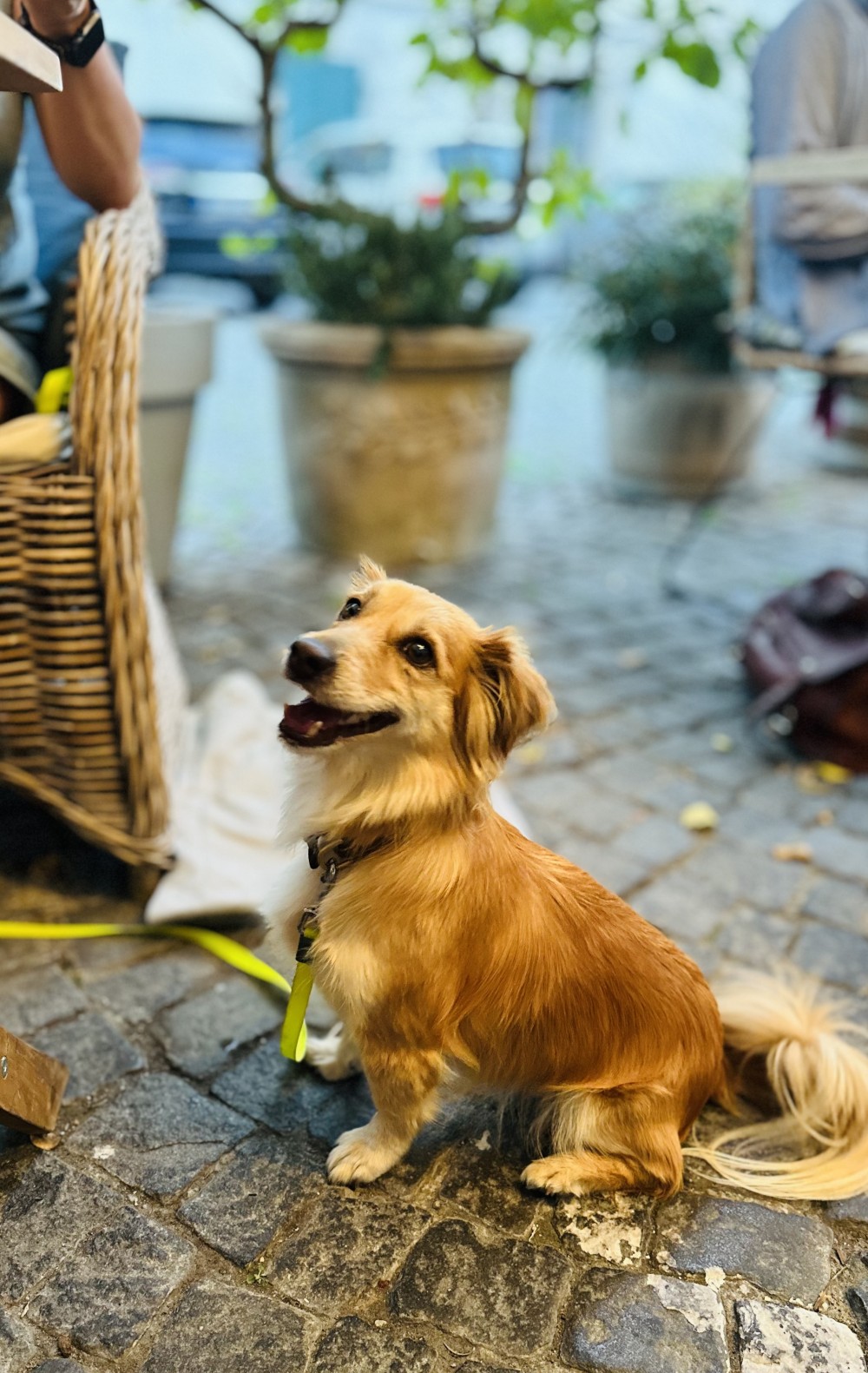 Der Cookie-Hund, unsere 5 Jahre alte, gerettete Portugiesin. - Buxbaum Restaurant - Wien