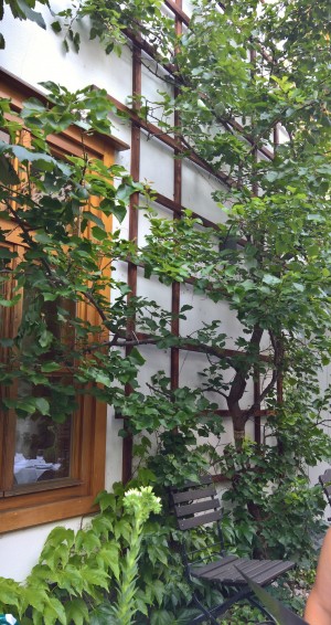 Einer der beiden Marillenbäume im Hof, dieser ist bereits abgeerntet, aus ... - Schreiner’s Gastwirtschaft - Wien