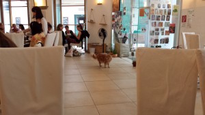 die Katze denkt sich vielleicht: "Verdammt, so viele Menschen....und da ... - Café Neko - Katzencafé - Wien