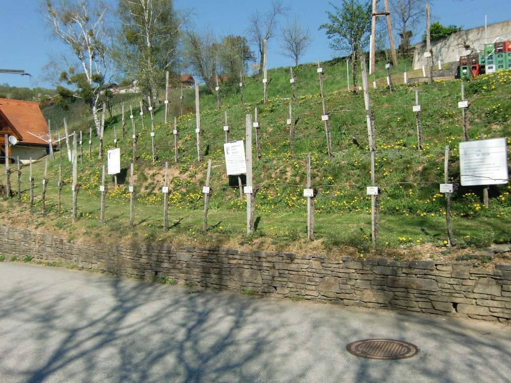 Schau- und Patenschaftsweingarten - Weingut Buschenschank Lorenz - Kitzeck im Sausal