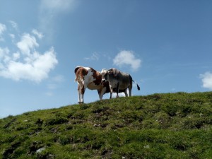 Besuchenswerte Almen im Glemmtal