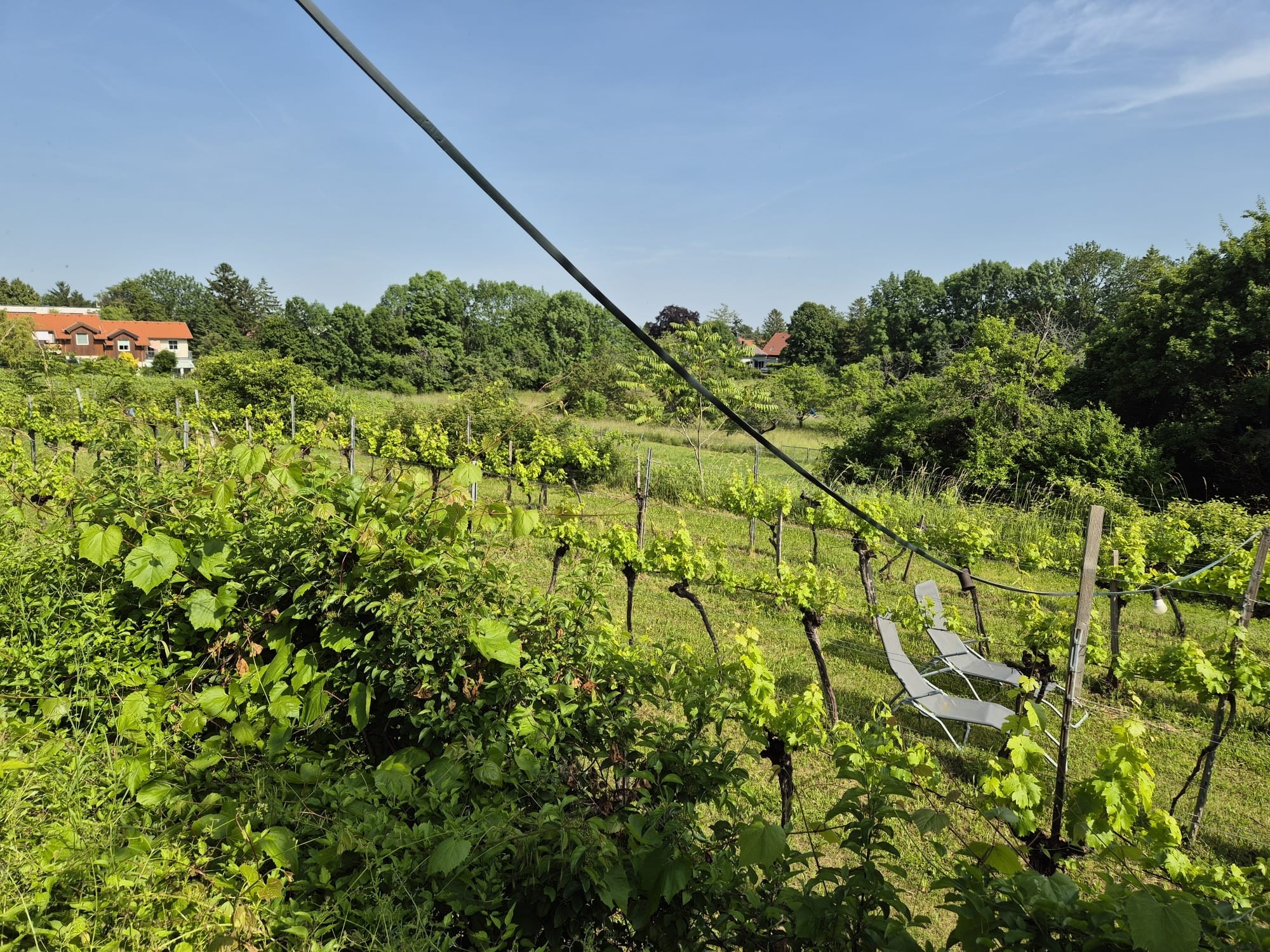 Weinbau Lurf - Bad Vöslau
