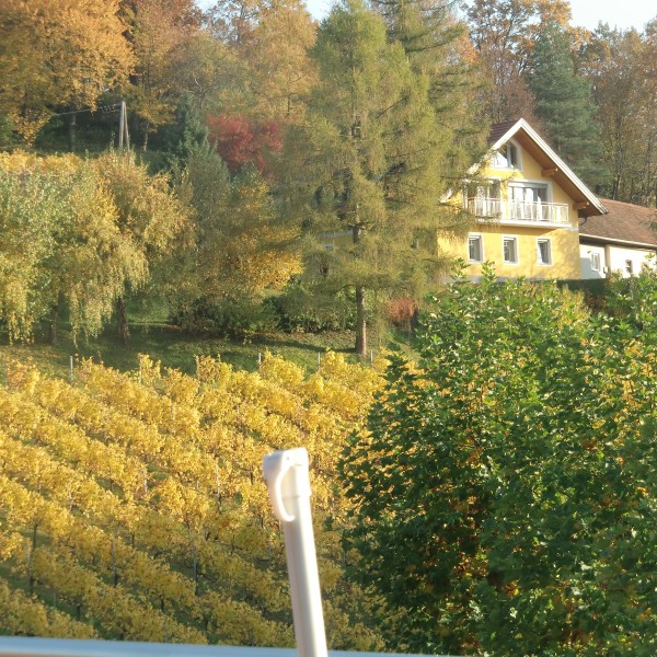 Blick in den Weingarten - Weingut und Buschenschank Schneeberger - Heimschuh