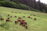 Määäääh! - Landgasthof Sepplwirt - Allerheiligen im Mürztal