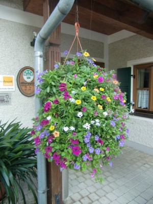 Blumenampel am Eingang - Weingut Buschenschank Assigal - Leibnitz