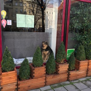 Der Hund in der Auslage ist echt! - Tachles - das Kulturcafé - Wien