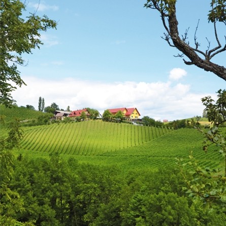 Buschenschank Fellner - Glanz an der Weinstraße