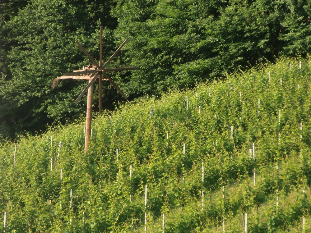 Blick in Weingarten mit Klapotetz - Birkenstub'n - Gamlitz