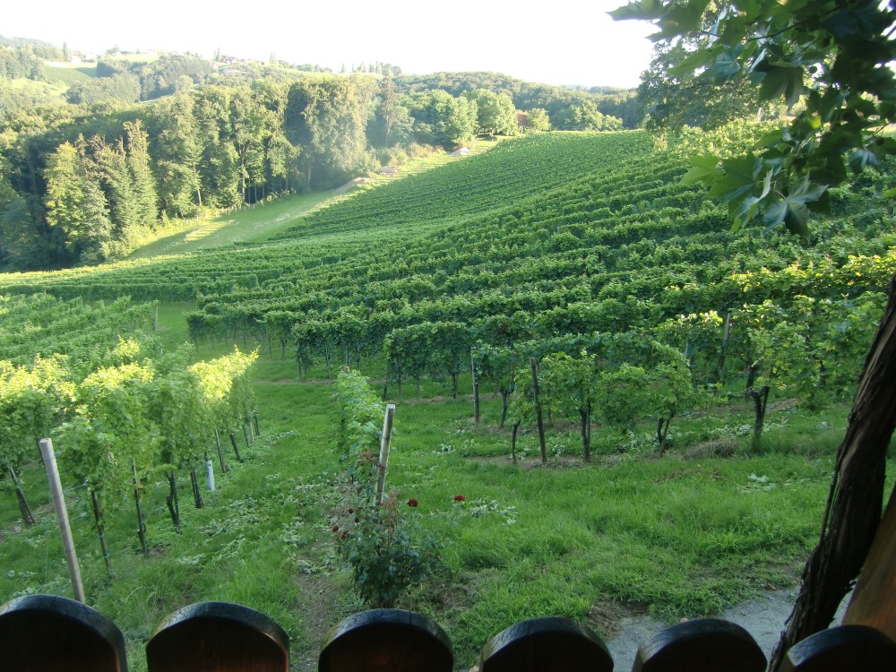 Blick von der Terrasse in die Weingärten - Weingut Buschenschank Assigal - Leibnitz