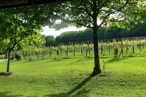 Blick von der Terrasse in die Weingärten - Weingut Buschenschank Neubauer - Spielfeld
