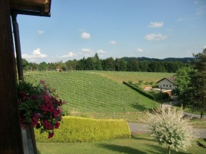 Weingut Buschenschank Kratzer - Blick in die Weingärten - Weingut Buschenschank Kratzer - Heimschuh
