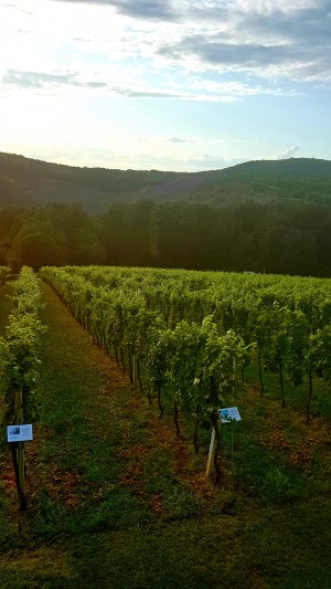 Ausblick... - Buschenschank Gießauf-Nell - Klöch 