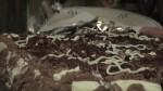 Tiramisu-Torte (20 Stück) - Osteria Del Salento - Wien