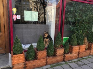 Der Hund in der Auslage ist echt! - Tachles - das Kulturcafé - Wien