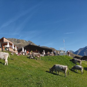 Im Sommer verbleiben rund 15 Stück Tiroler Grauvieh auf der Gampe Thaya. - Gampe Thaya - Sölden