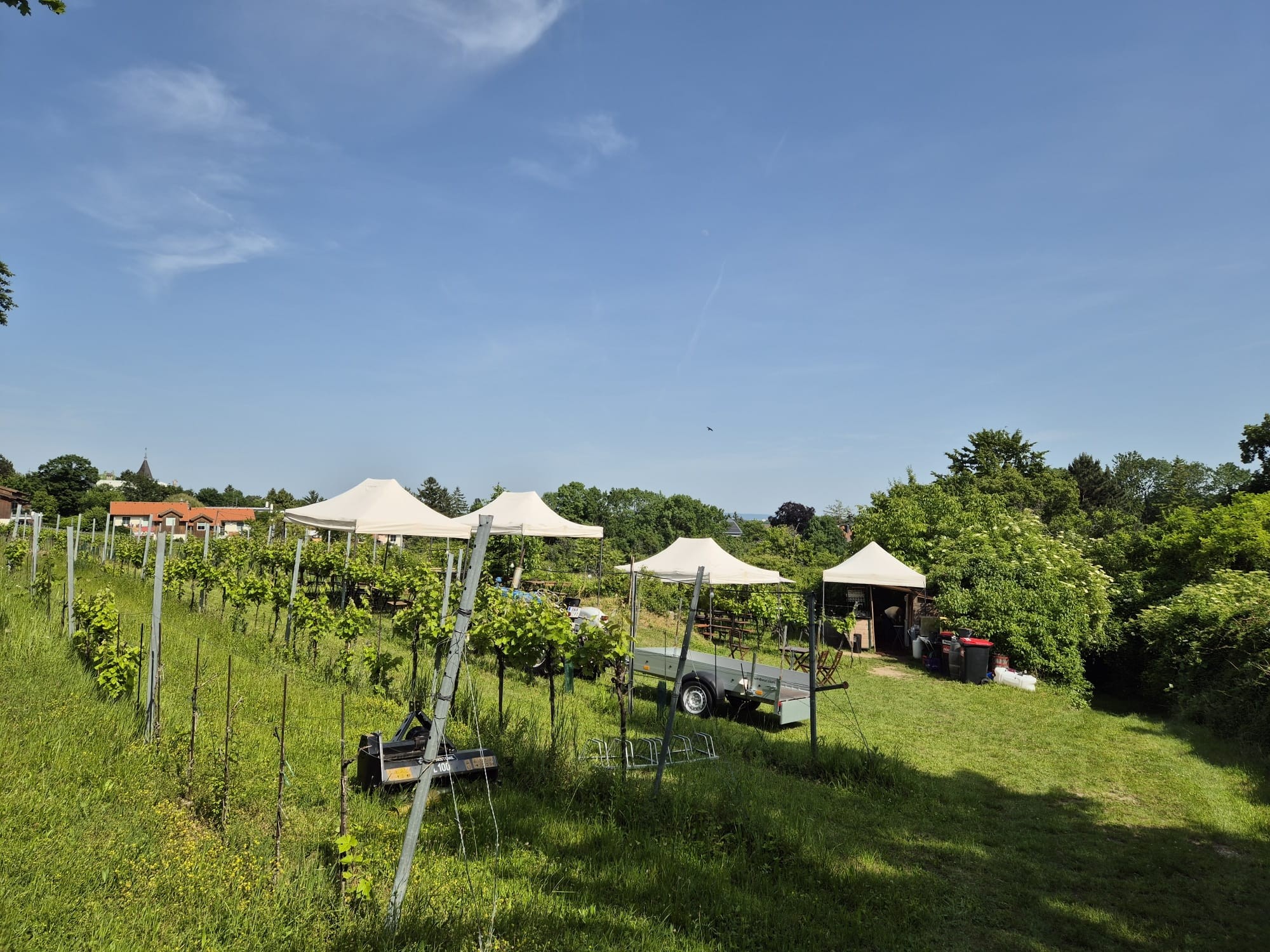 Weinbau Lurf - Bad Vöslau