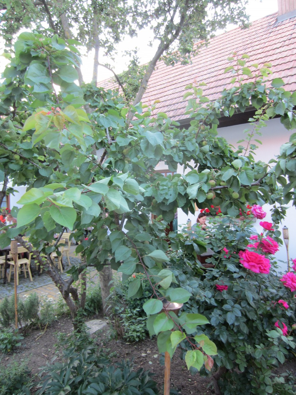 der Marillenbaum steht mitten im Gastgarten - ARTNER - Heuriger im alten Bauernhof - Höflein - Carnuntum
