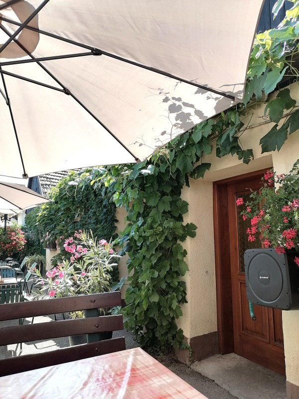 Der sommerliche Hofgarten - Heuriger Krapp - Tattendorf
