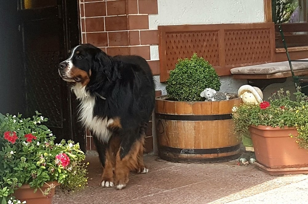 Haushund - Alpengasthof Fageralm - Elsbethen